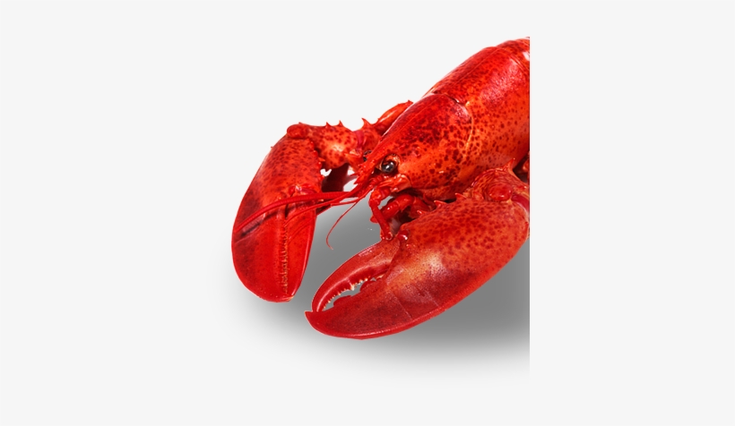 Image Description - Lobster, transparent png
