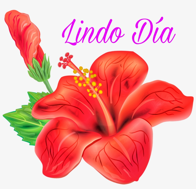 Hibiscus Vector Free, transparent png
