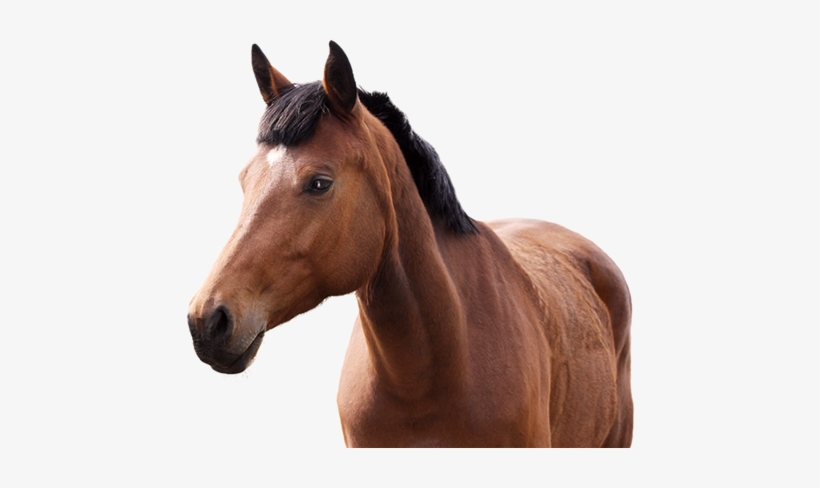 Love Your Horse - Kentucky, transparent png