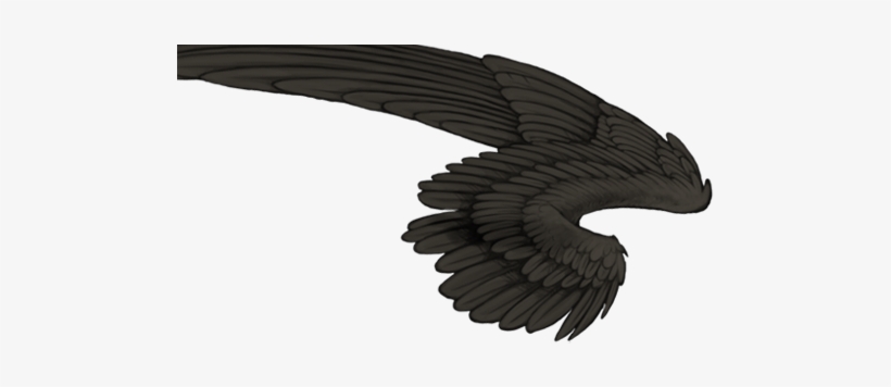 Bald Eagle, transparent png