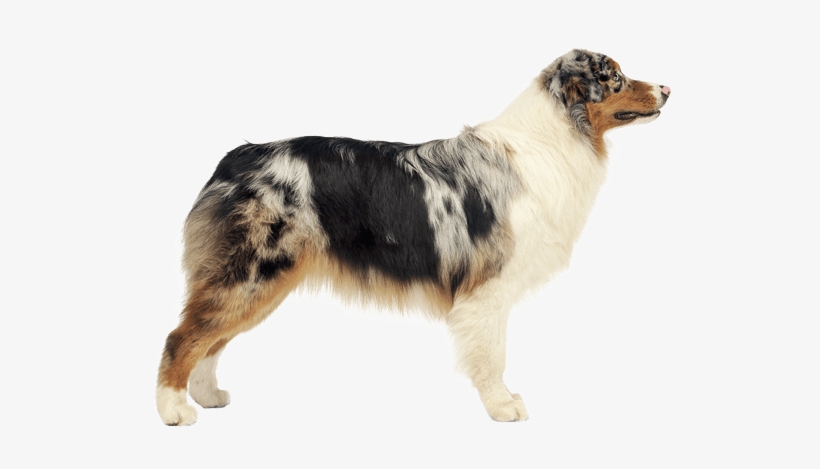 Appearance Of Australian Shepherd - Australian Shepherd Png, transparent png