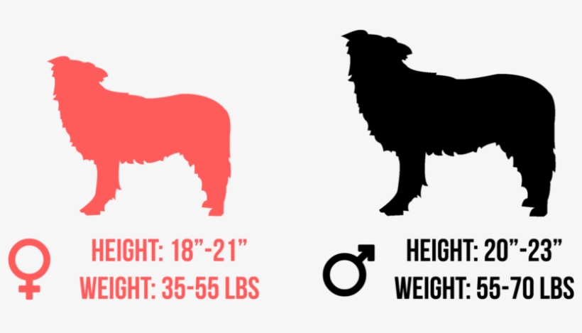 Australian Shepherd - Border Collie Clip Art, transparent png