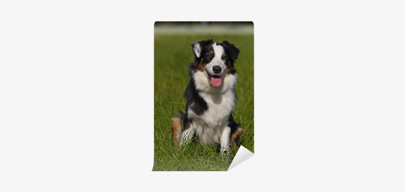 Australian Shepherd Dog In Outdoor Setting Wall Mural - Dog, transparent png