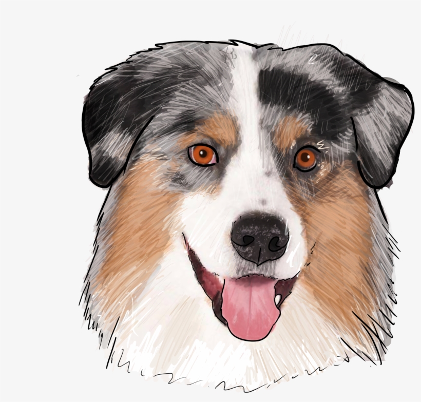 Australischer Schäfer-australische Hundehallo Karte, transparent png