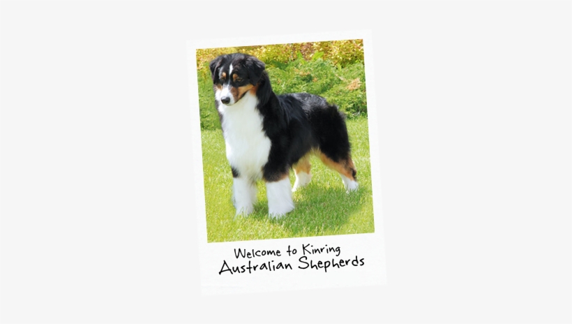 Dog Standing In Grass With Title - Australian Shepherd, transparent png