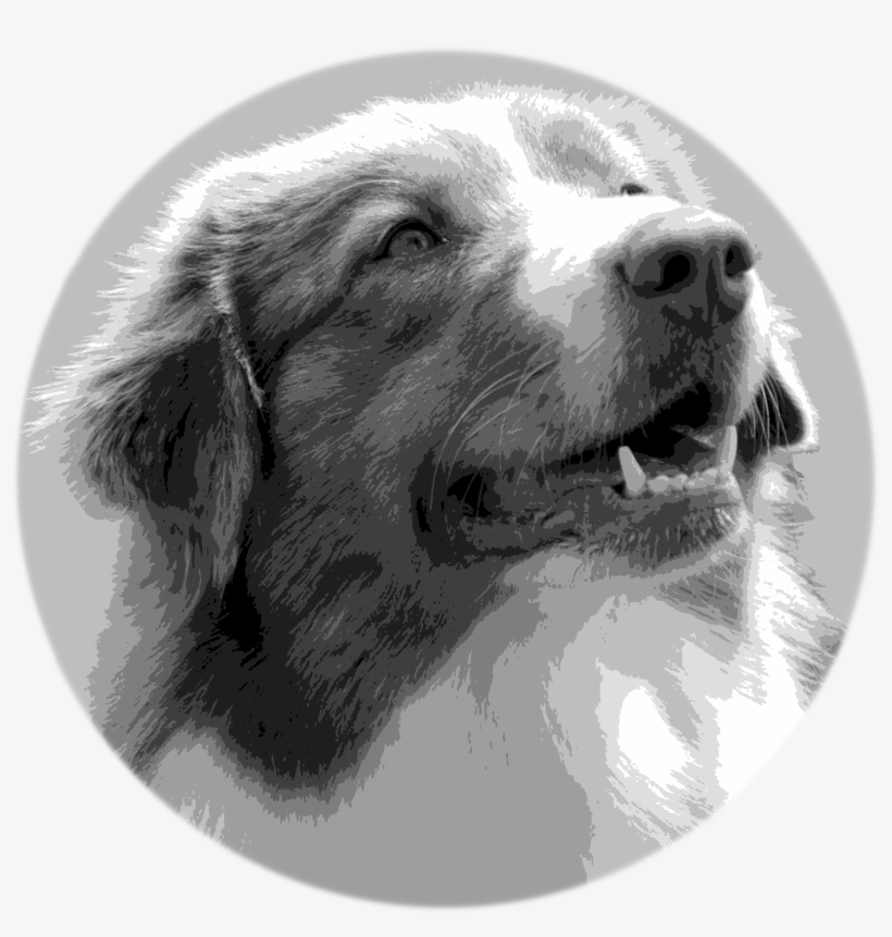Green Valley Australian Shepherds Logo - Dog, transparent png