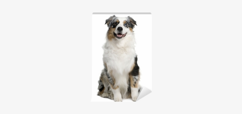 Australian Shepherd Dog, 9 Months Old, Sitting Wall - Cane Razza Pastore Australiano, transparent png