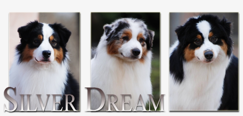 Australian Shepherd, transparent png