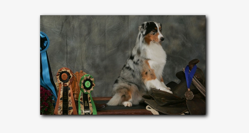 Australian Shepherd, transparent png