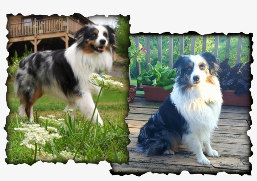 Picture - Miniature American Shepherd, transparent png