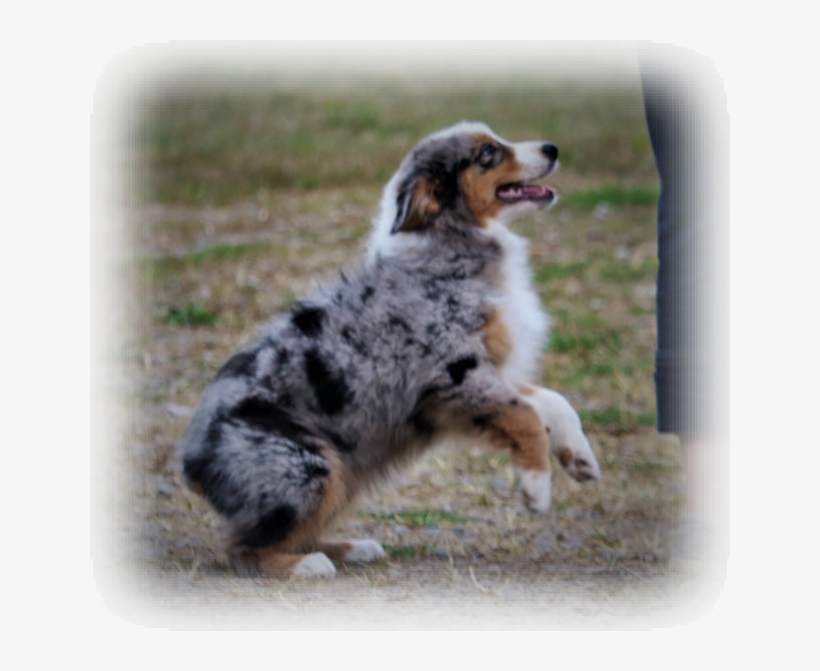 Blue Merle Cede X Quest Daughter - Australian Shepherd, transparent png
