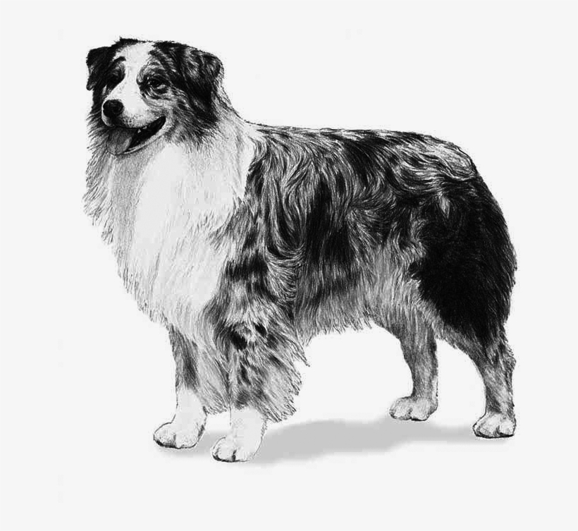 Australian Shepherd Dog Custom Photo Charm, transparent png