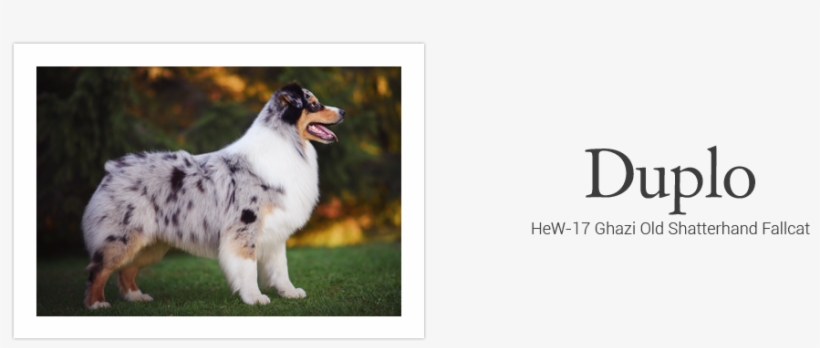 All Content & Images Copyright © 2018-2019 Chaspades - Duke University, transparent png