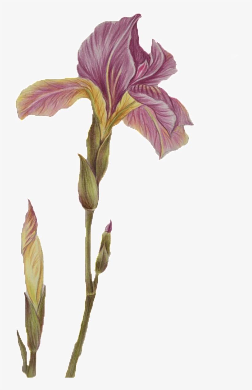 Classical Purple Flower Element - Portable Network Graphics, transparent png