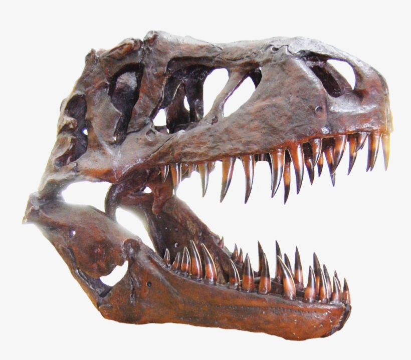 If You Are Interested In A Corporate Sponsorship, Please - Tyrannosaurus, transparent png