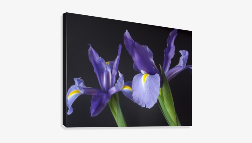 Iris Duo Canvas Print - Orris Root, transparent png