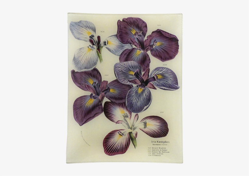 Iris Kaempferi - Iris Versicolor, transparent png