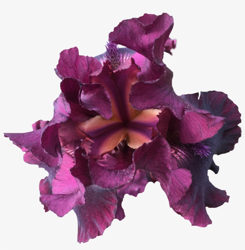 Iris Nature Purple Flower Exlineiris Beautiful Irisflow - Iris, transparent png