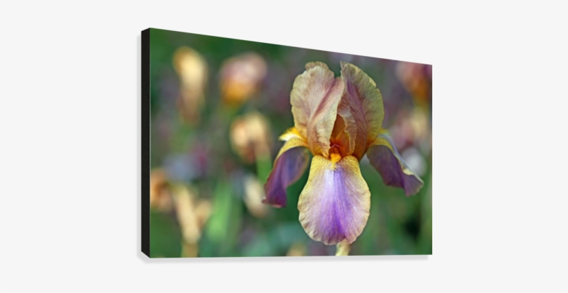 Baditude Iris Canvas Print - Iris Versicolor, transparent png