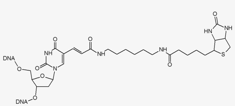 Label For Binding Oligos To Streptavidin - Biotin, transparent png
