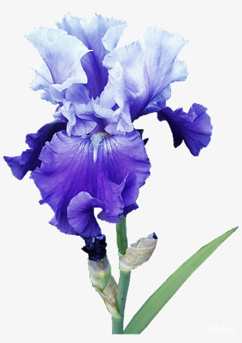 , Png V - Ирисы Пнг, transparent png