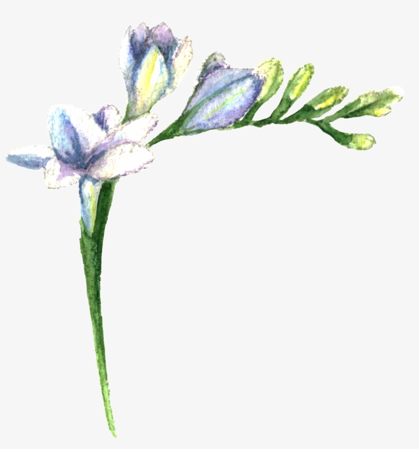 Purple Fresh Flower Transparent - Lily, transparent png