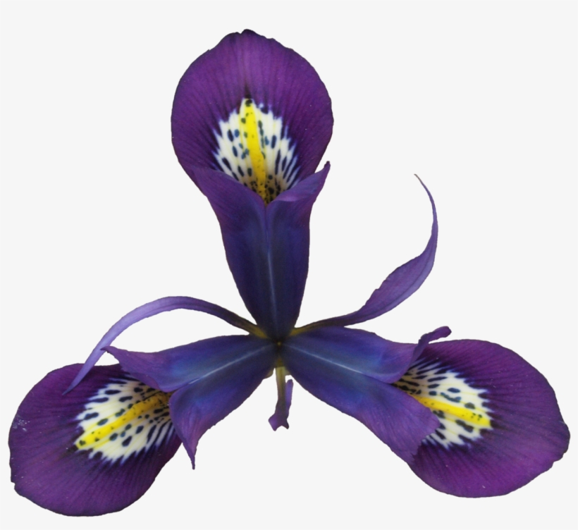 Png, Regalm - Pansy, transparent png