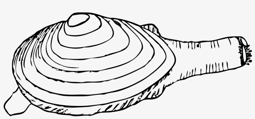 Pearl Clipart Clamshell - Razor Clam Clipart, transparent png