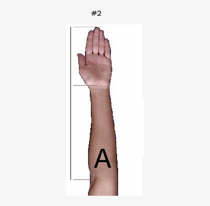 The Reason I Ask Is Because Brendan Schaub Has A Gjj - Wood, transparent png
