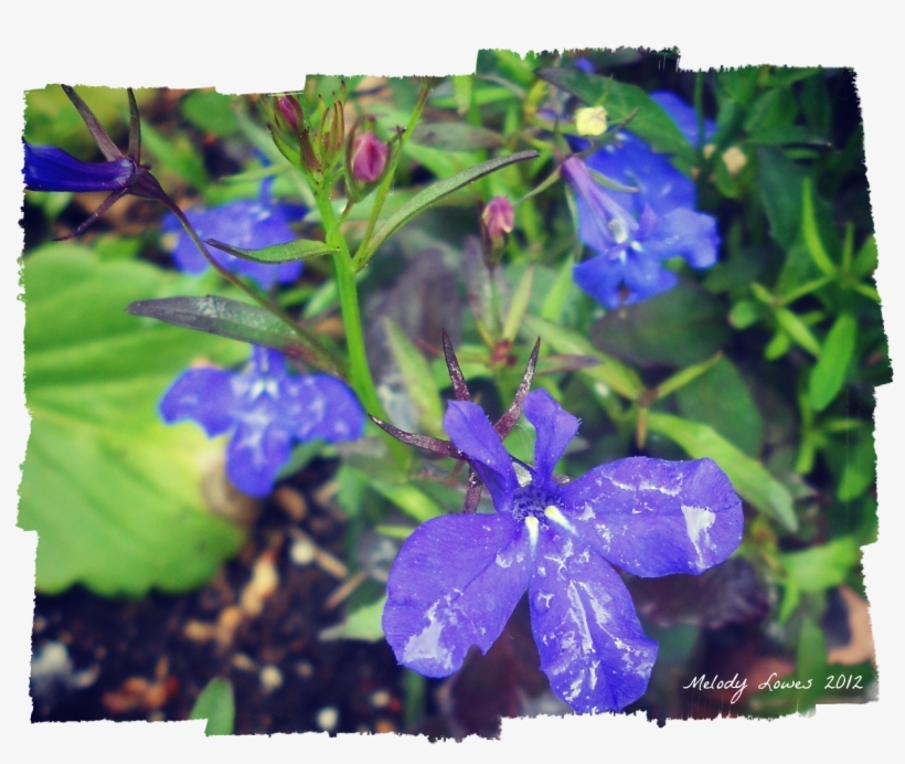 Choices Appear On Cloudy Horizon - Browallia Speciosa, transparent png