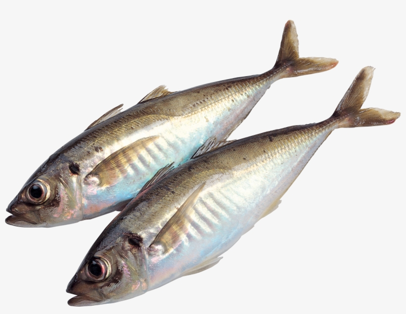 Fish Png, transparent png