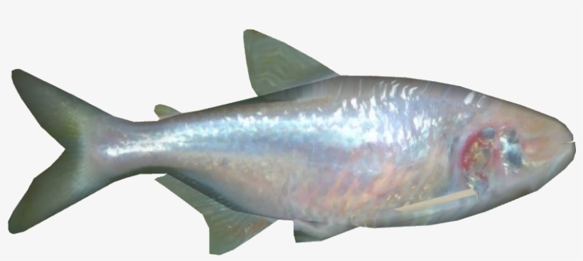 Blind Cave Fish - European Bass, transparent png