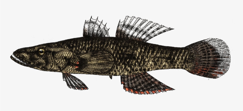 Crazy Fish, Butis Butis By M - Fish Colored Png, transparent png