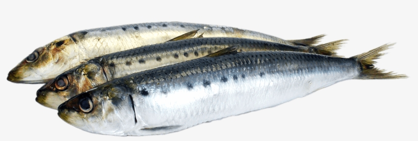 Source - Www - Docksidemarketandgrill - Com - Report - Oily Fish Png, transparent png