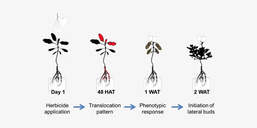 Attached Files - Graphic Design, transparent png