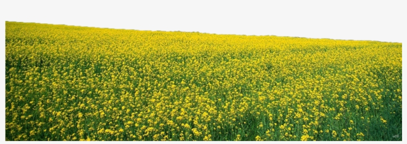 L - Pngs Nature, transparent png