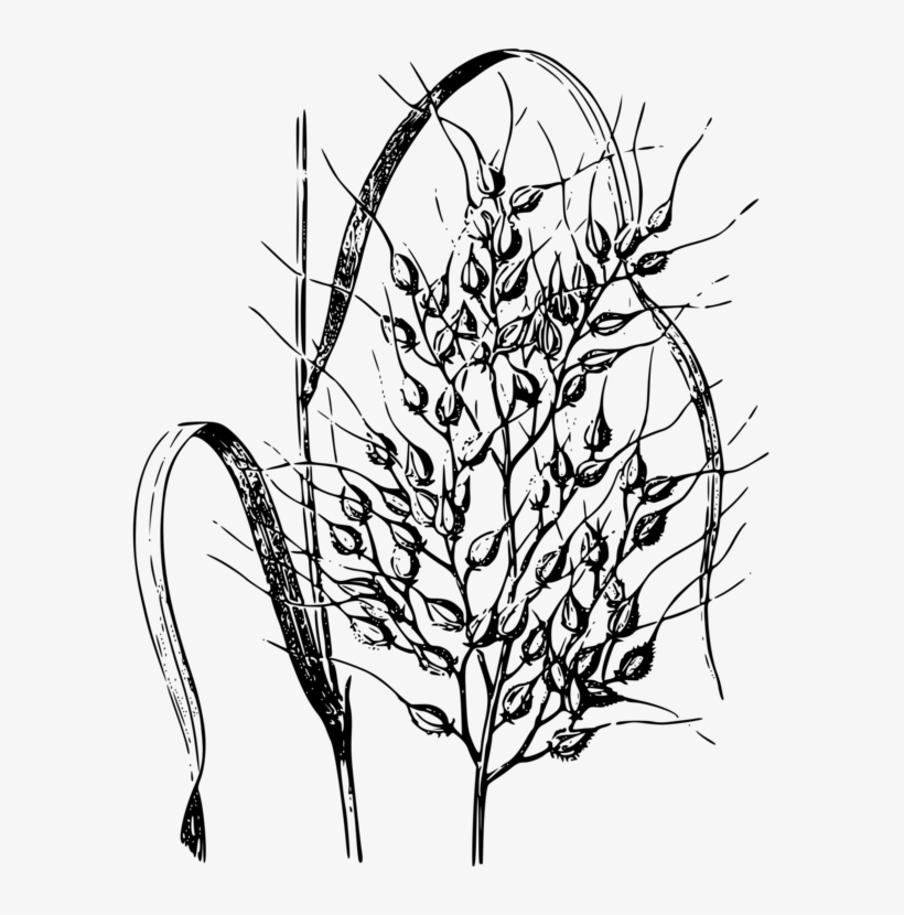 Wild Rice Cereal Drawing Common Wheat Rice Plant Drawing Png