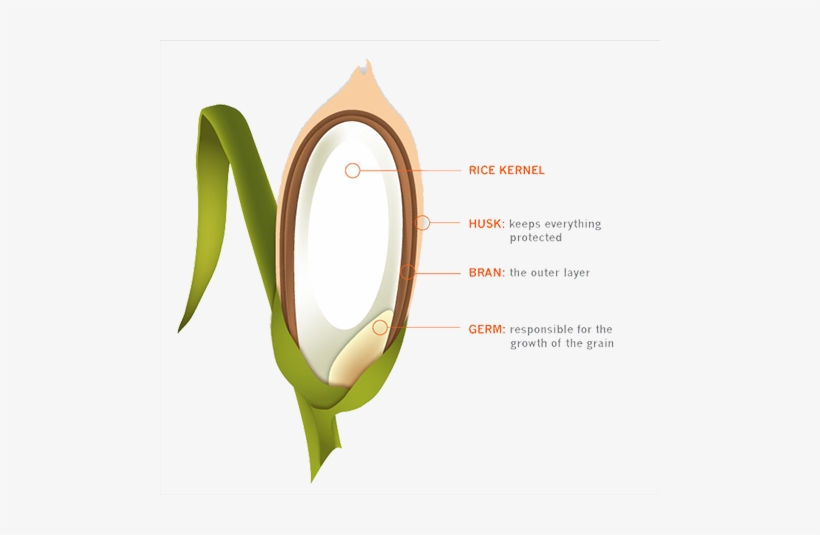 Differences In Cooking Time - Brown Rice, transparent png