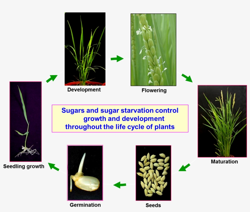 Fig - Control Mechanisms In Plants, transparent png