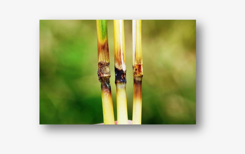 Rice Blast - Blast Disease Of Rice Symptoms, transparent png