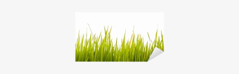 Grass, transparent png