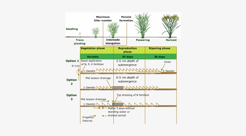 M3l1ricestage 3 - Rice Growth Stages Irri, transparent png