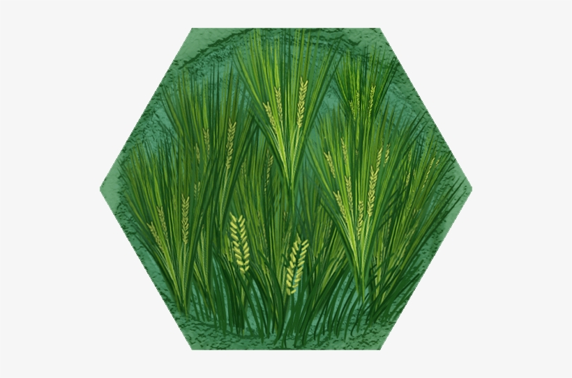 20 - Sweet Grass, transparent png