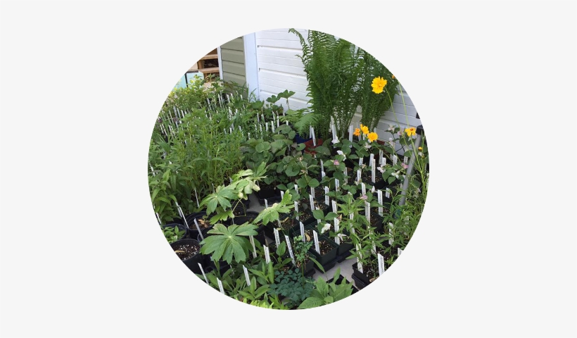 Plant Sale 9 Am 1 Pm - Yard, transparent png