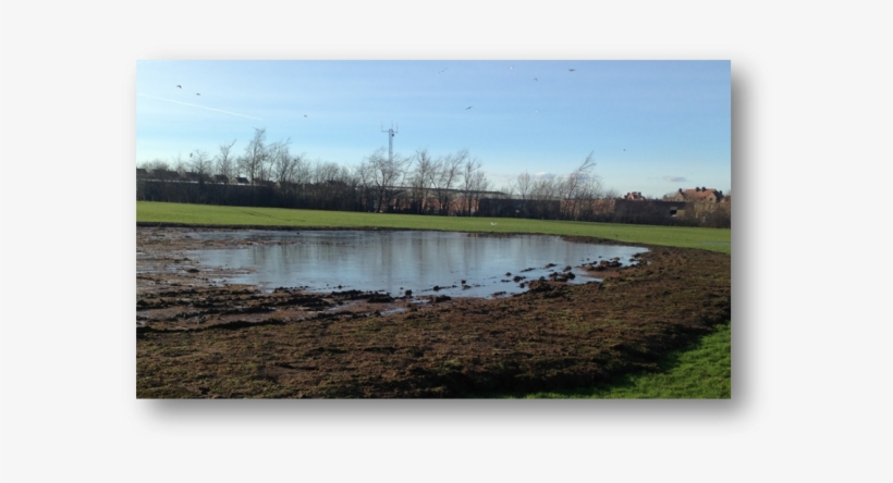 Work Underway On The Wetland Zone In Hailes Quarry - Tree, transparent png