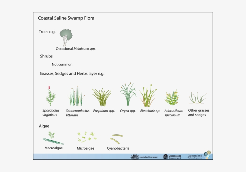 Coastal Saline Swamps Adjoin Or Merge With A Wide Range - Agave, transparent png
