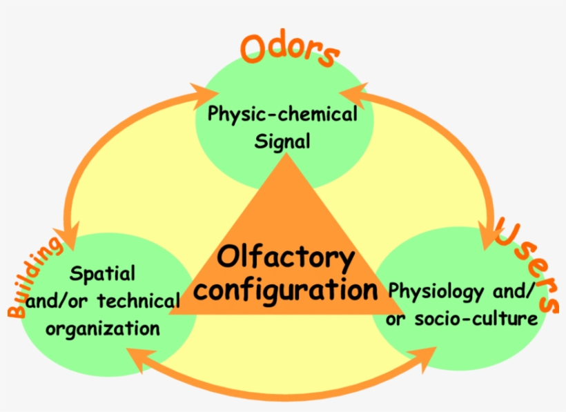 Principe Of An Olfactory Configuration - Olfaction, transparent png