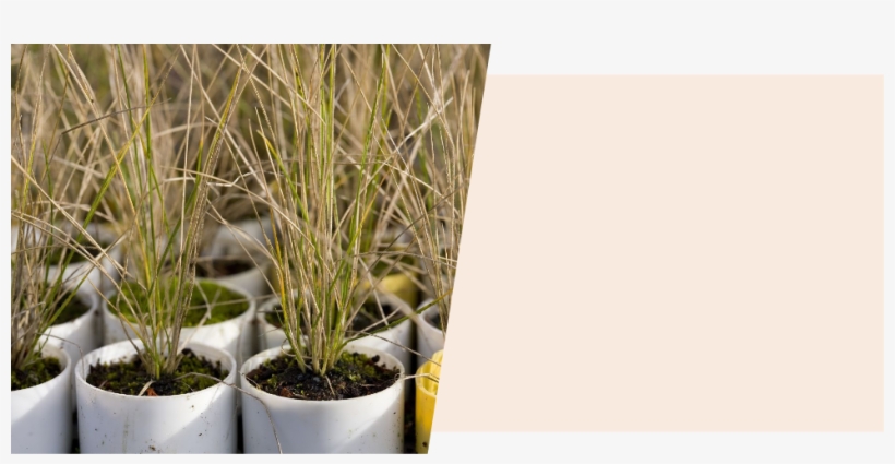 Section 2 Image - Grass, transparent png