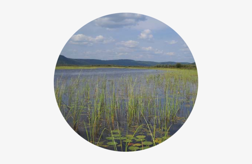 Looking Into Conroy Marsh From The Little Mississippi - Conroy Marsh, transparent png