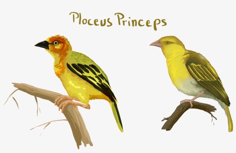 Old World Oriole, transparent png